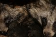 Biotopwildpark Anholter Schweiz