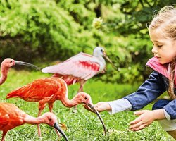 Weltvogelpark Walsrode